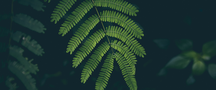 Close-up of green fern leaves against a dark background