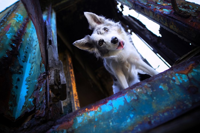 Dog peeking through rusty metal structure