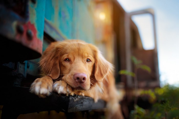 Golden retriever dog resting by a train