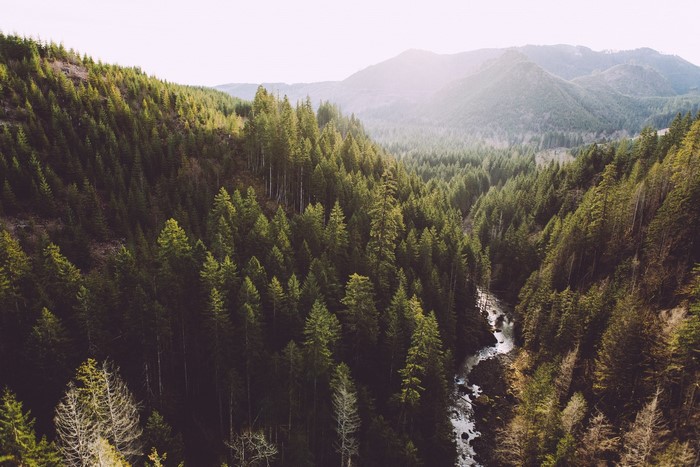 Misty forest with river and mountains