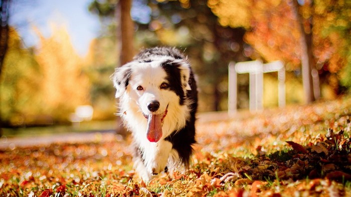 Border Collie dog running in autumn leaves