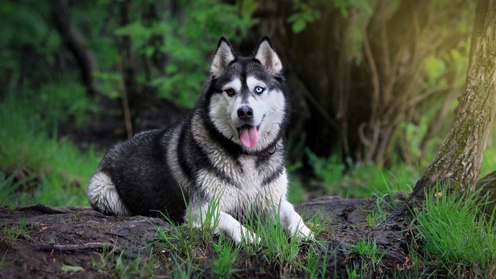 Siberian Husky with heterochromia in a forest