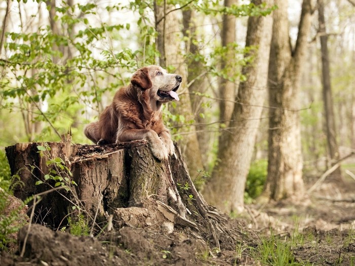 Golden retriever dog resting on a tree stump in a forest