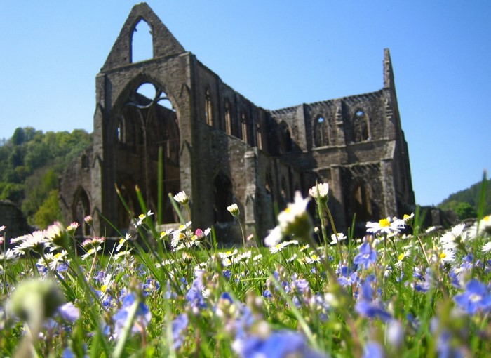 Ruins of Tintern Abbey with wildflowers