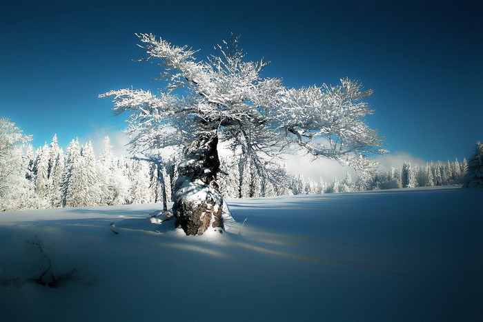 Snow-covered tree in a winter forest under a blue sky