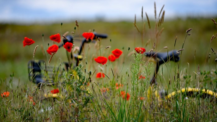 Red poppies and a bicycle in a field