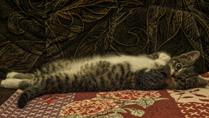 Tabby kitten lying on a patterned blanket