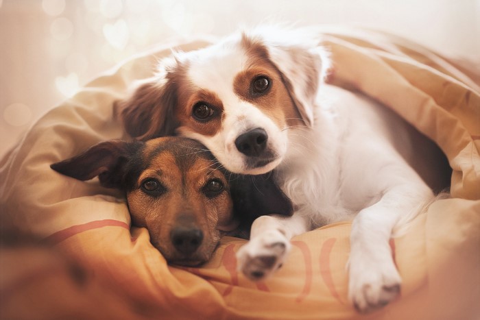 Two dogs cuddling under a blanket