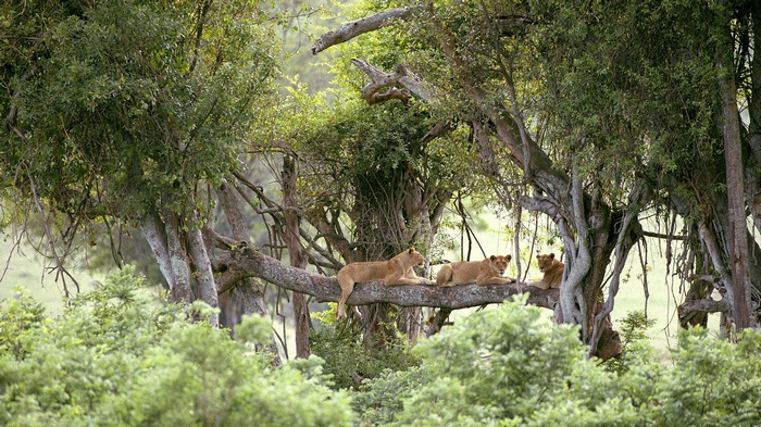 Lions resting on a tree branch in a forest