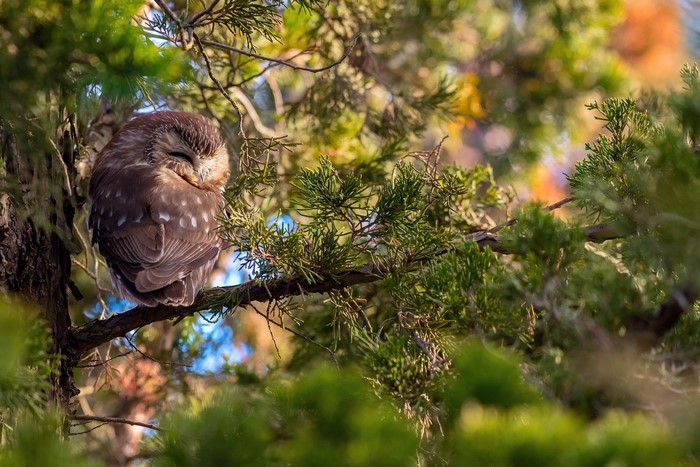 Small owl sleeping on a pine tree branch