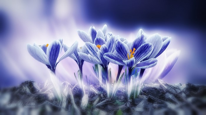 Blue crocus flowers with glowing light