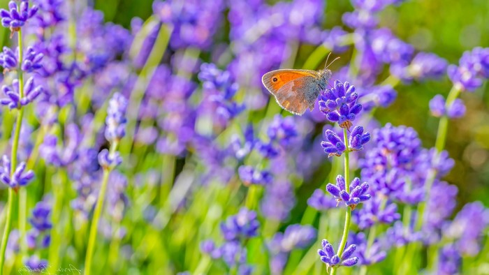 Butterfly on lavender flowers