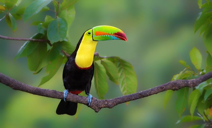 Keel-billed toucan perched on a branch