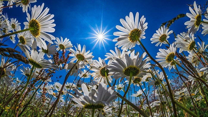 Low-angle view of daisies under a bright sun