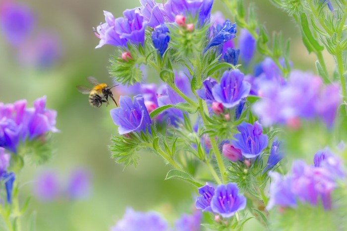 Bee flying towards purple flowers