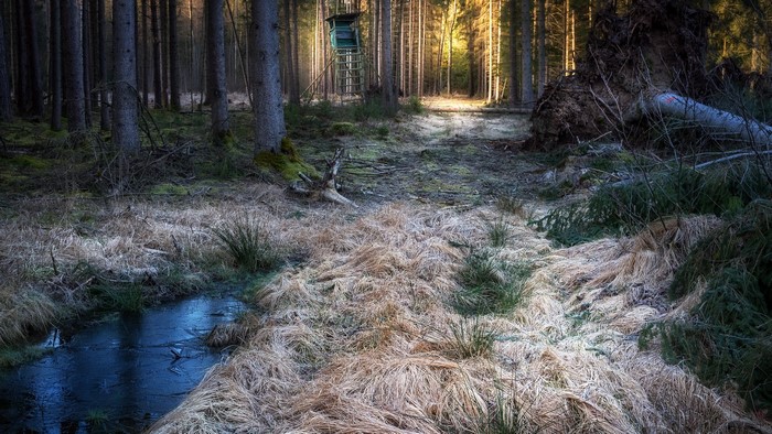 Forest with a hunting stand and fallen tree