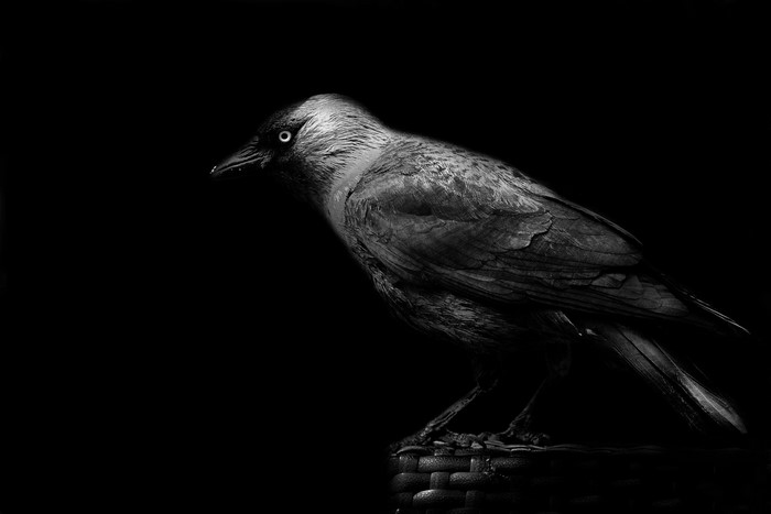 Monochrome portrait of a crow on a dark background