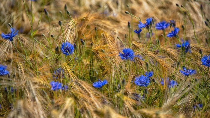 Blue cornflowers in a wheat field