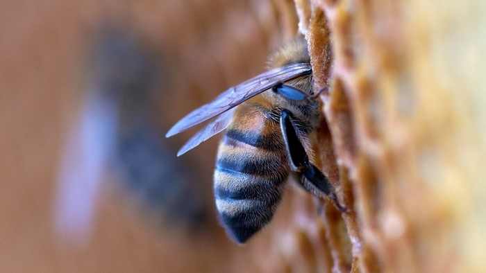 Close-up of a bee on a honeycomb