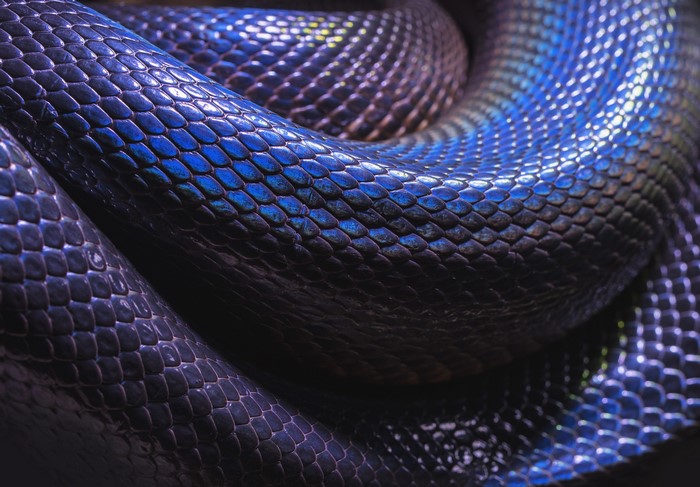 Close-up of iridescent blue snake scales