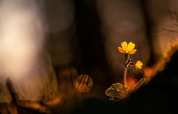 Yellow flowers in bokeh lighting