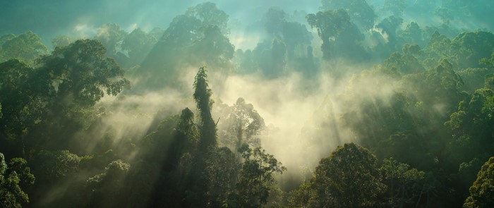 4K forest with sun rays and mist