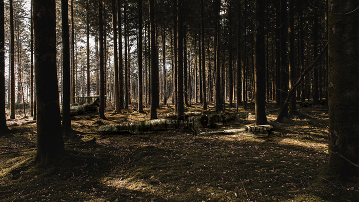 4K Dark Forest Wrecked X-wing Spaceship