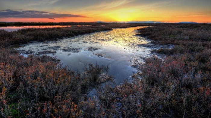 Sunset over marshland with plants and water