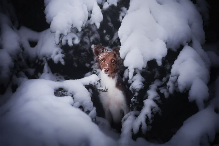 Brown and white dog in snow-covered trees