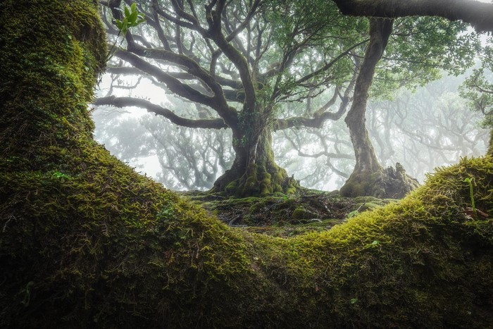 Moss-covered ancient trees in a misty forest