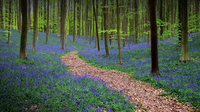 Path through a forest carpeted with bluebells