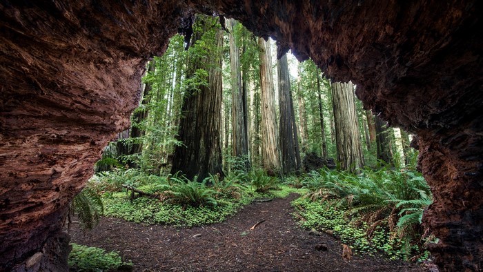 View through a cave opening to a redwood forest in California