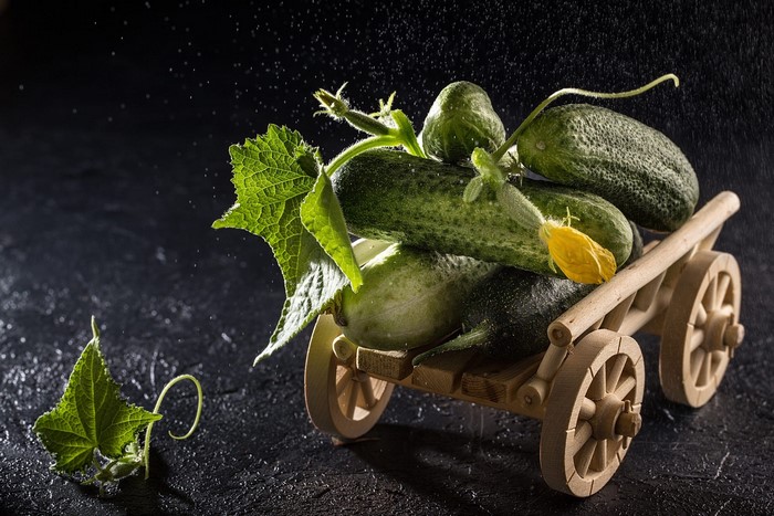 Cucumbers in a wooden cart with water drops