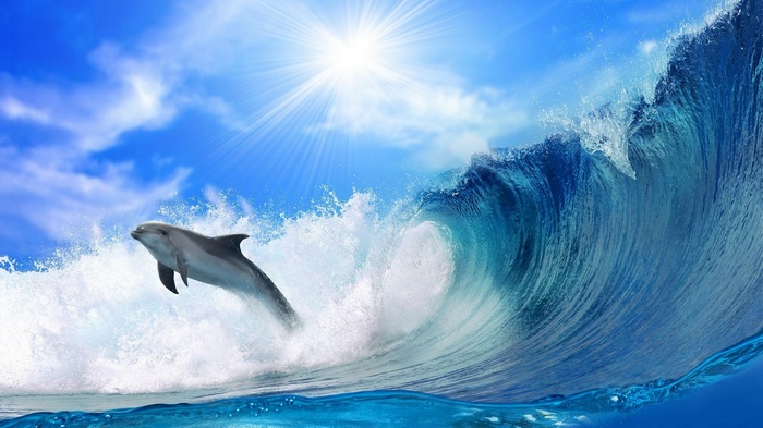 Dolphin jumping out of a wave under the sun