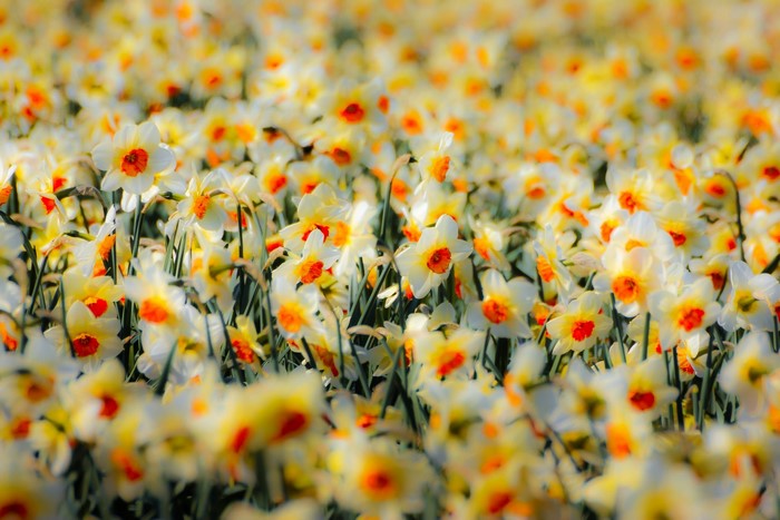 Field of white and yellow daffodils with orange centers