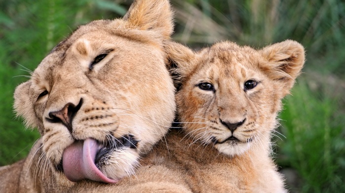 Lioness grooming a cub