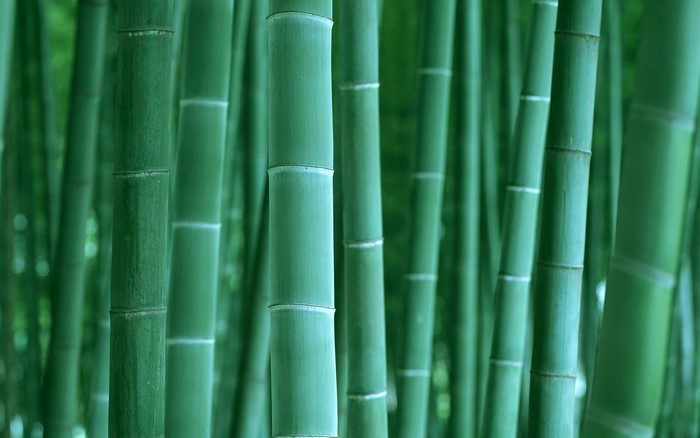 Green bamboo stalks in a forest