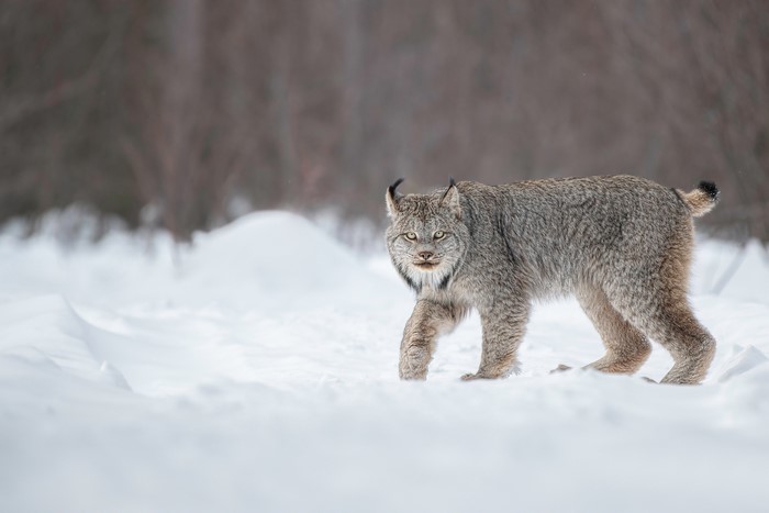 Canadian lynx walking in the snow during winter