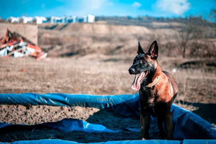 Belgian Malinois dog in an outdoor training area