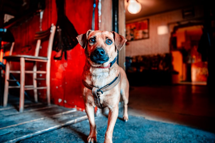 Dog with harness standing indoors