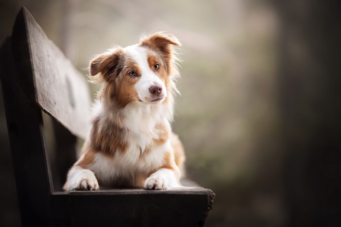 A brown and white dog sitting on a wooden bench