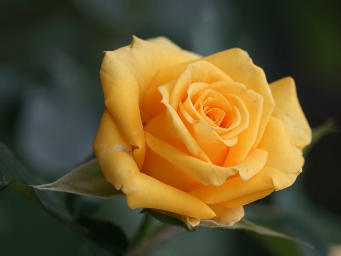 Yellow rose with green leaves