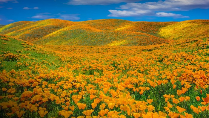 California Poppy Superbloom in Antelope Valley