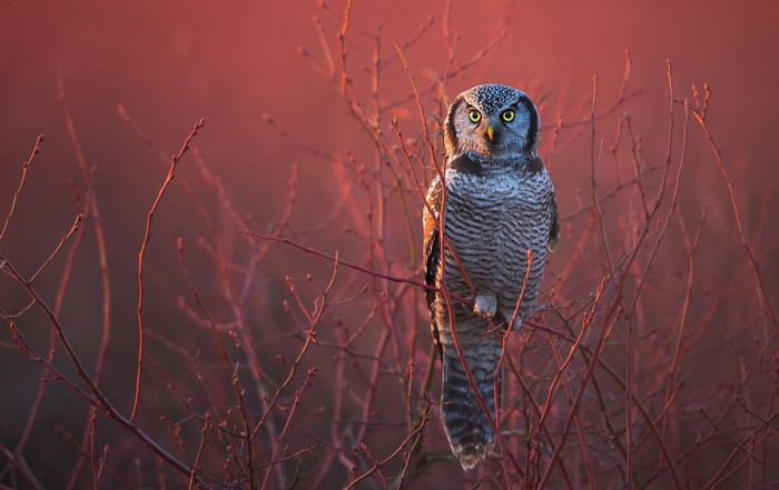 Northern Hawk Owl perched on branches at sunset