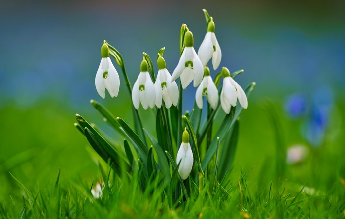 A cluster of white snowdrop flowers in green grass