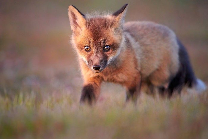A young fox walks through a grassy field