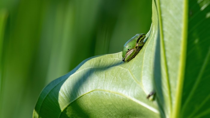 Green frog resting on a large green leaf