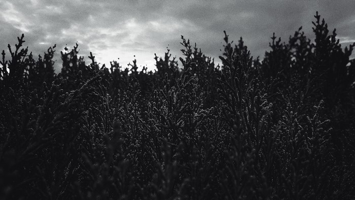 Monochrome forest with cloudy sky