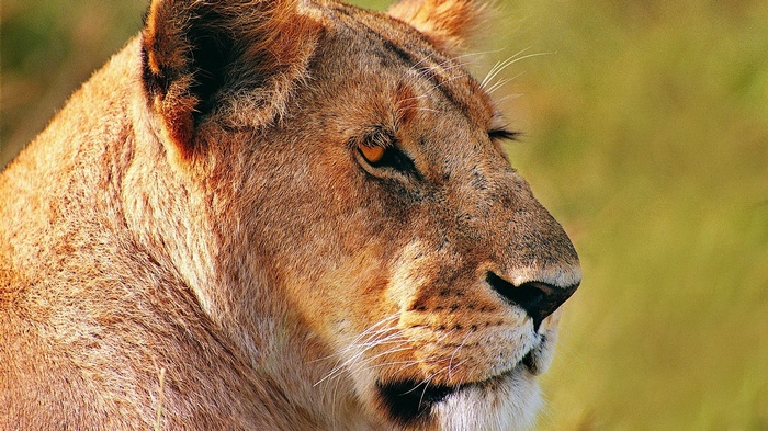Close-up of a lioness's face