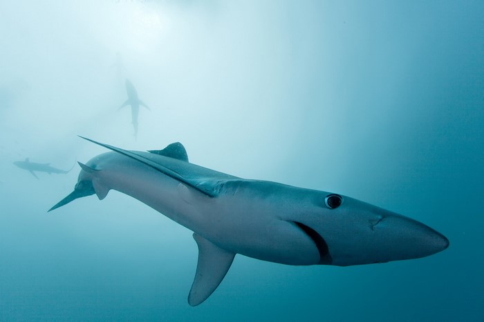 Several blue sharks swimming underwater